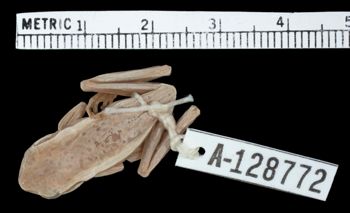 Media type: image;   Herpetology A-128772 Aspect: dorsal